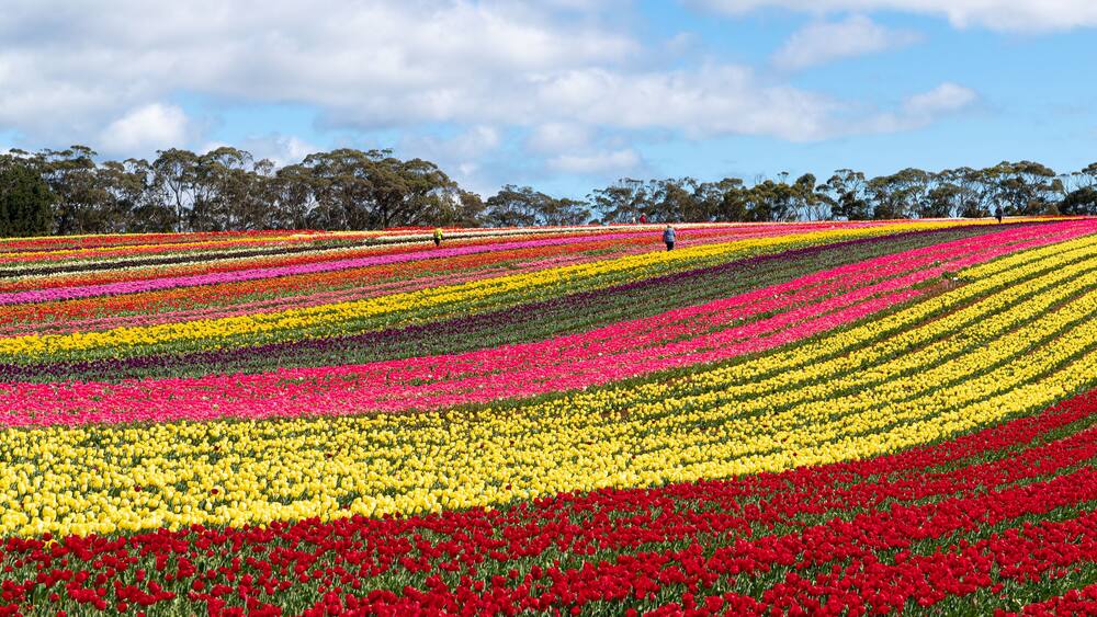 Colourful full bloom tulips flowers at Table Cape Tulip Farm, Wynyard, Tasmania, Australia