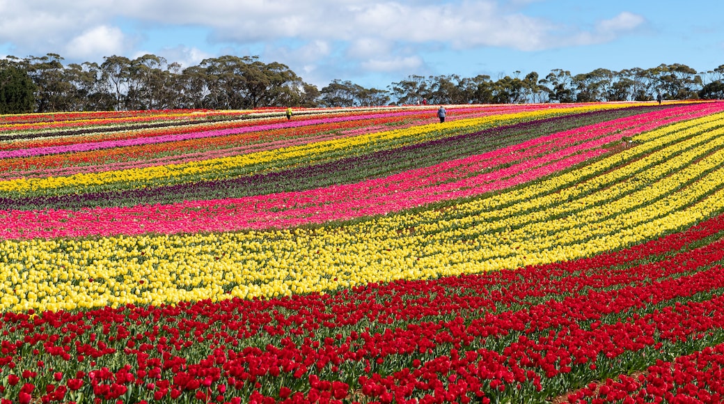 Een kleurrijk tulpenveld met rijen bloemen in verschillende kleuren.