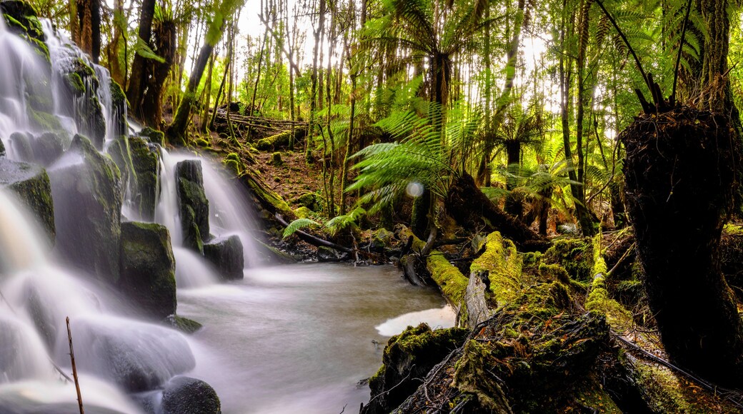 waterfall in the forest