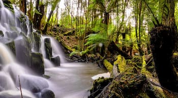 Een waterval die over met mos bedekte rotsen stroomt, omgeven door dicht groen bos.
