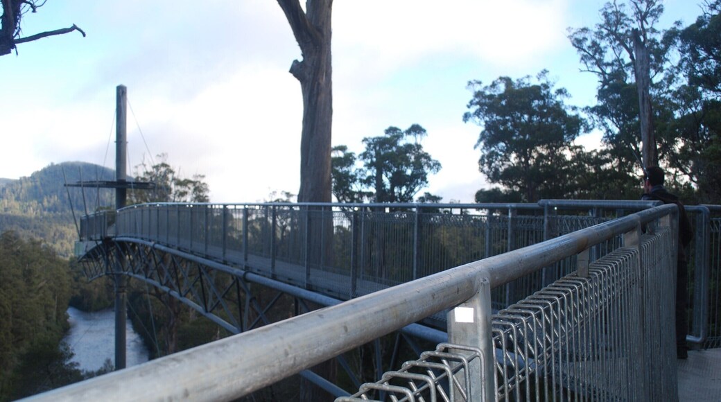 We loved doing the Tahune Airwalk, and exploring the area below. It was different to any type of forest I've seen. All of the logs were covered in moss. I could have spent so much longer their. I got so many photos of interesting fungi.
#localgems