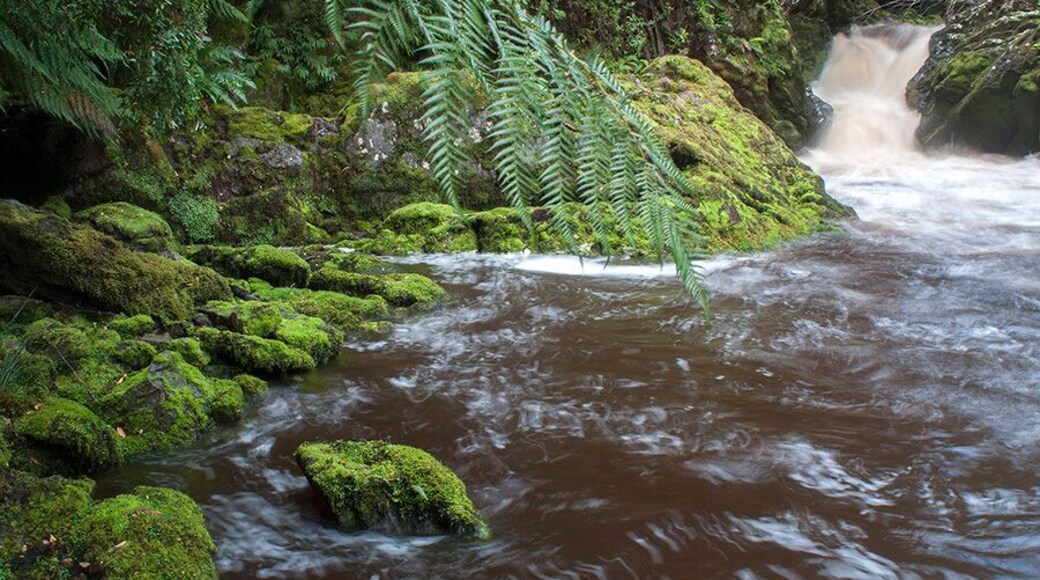 The walk to Pillinger (old ghost town) follows an old train line which runs parallel to Bird River. The river is chocolate coloured, lush and sits in the Franklin-Gordon Wild Rivers National Park. Well worth the journey but bring some wet weather gear!
