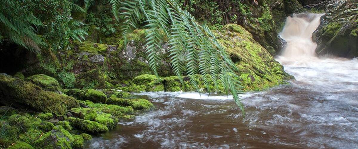 The walk to Pillinger (old ghost town) follows an old train line which runs parallel to Bird River. The river is chocolate coloured, lush and sits in the Franklin-Gordon Wild Rivers National Park. Well worth the journey but bring some wet weather gear!