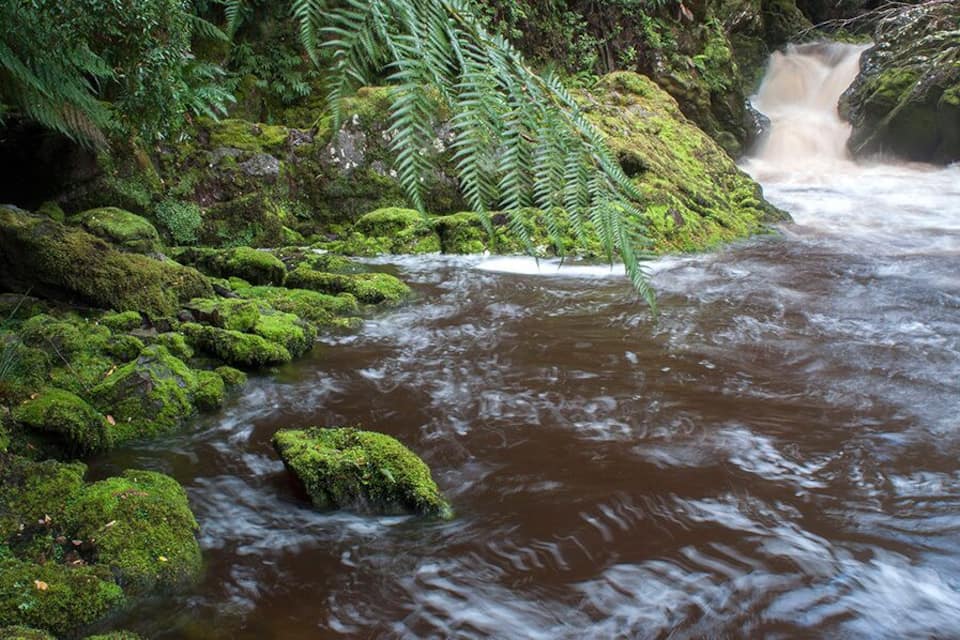 A river flowing through a forest with moss-covered rocks and ferns.