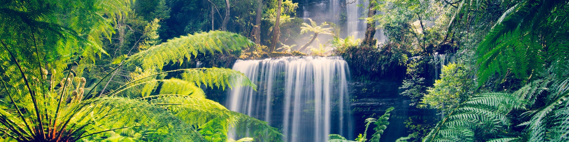 A waterfall surrounded by lush green ferns and trees.
