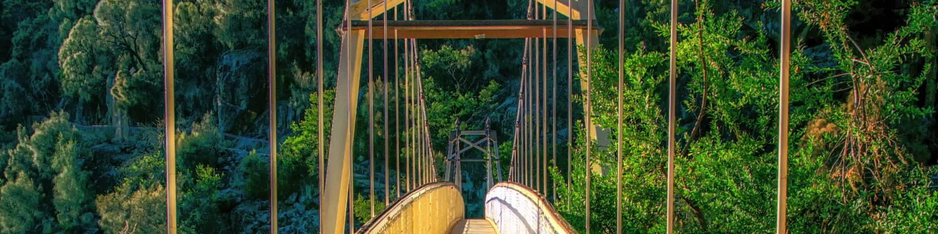 A suspension bridge with a wooden walkway, surrounded by dense green forest.