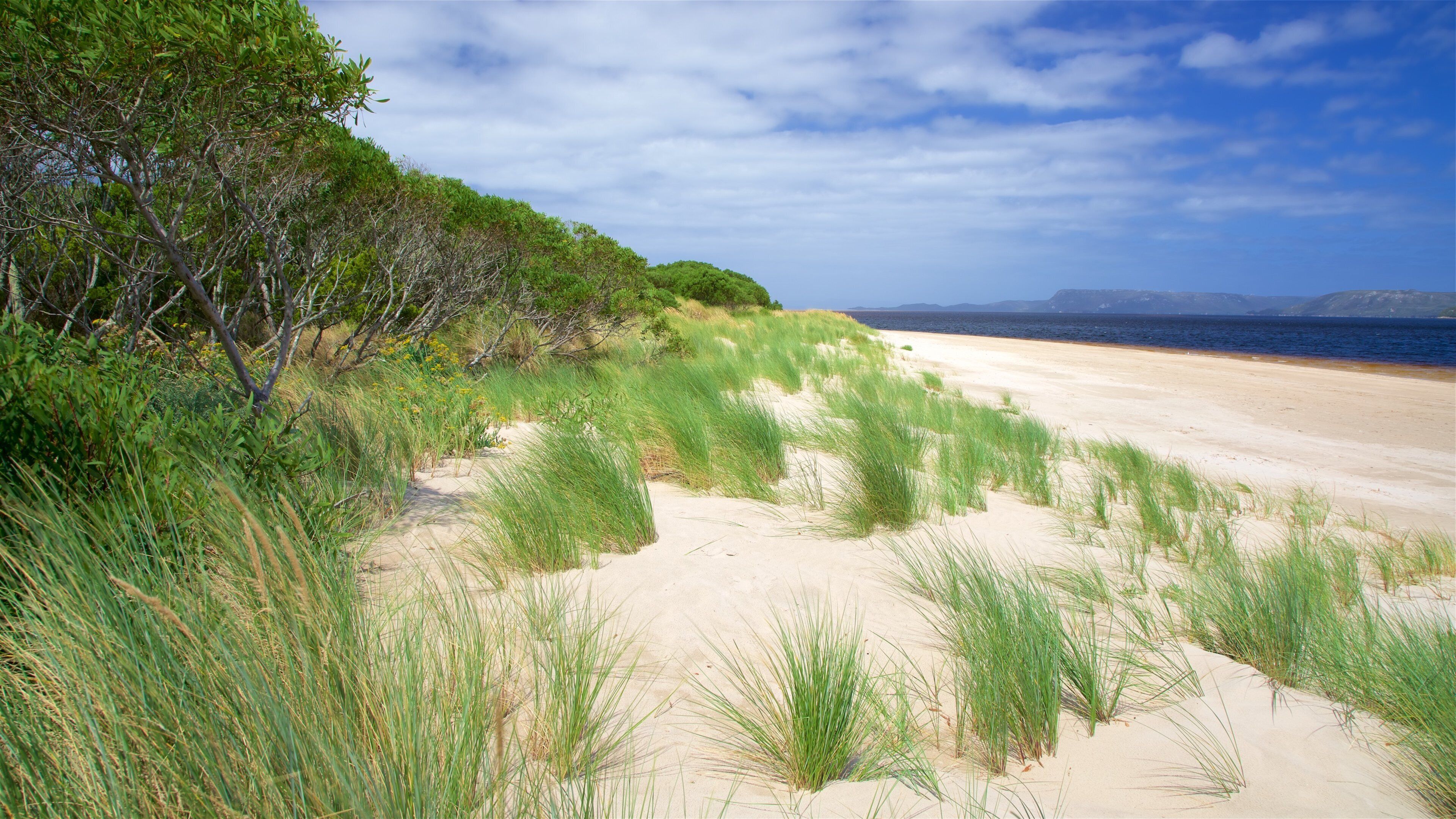A beach with sand dunes and green vegetation.