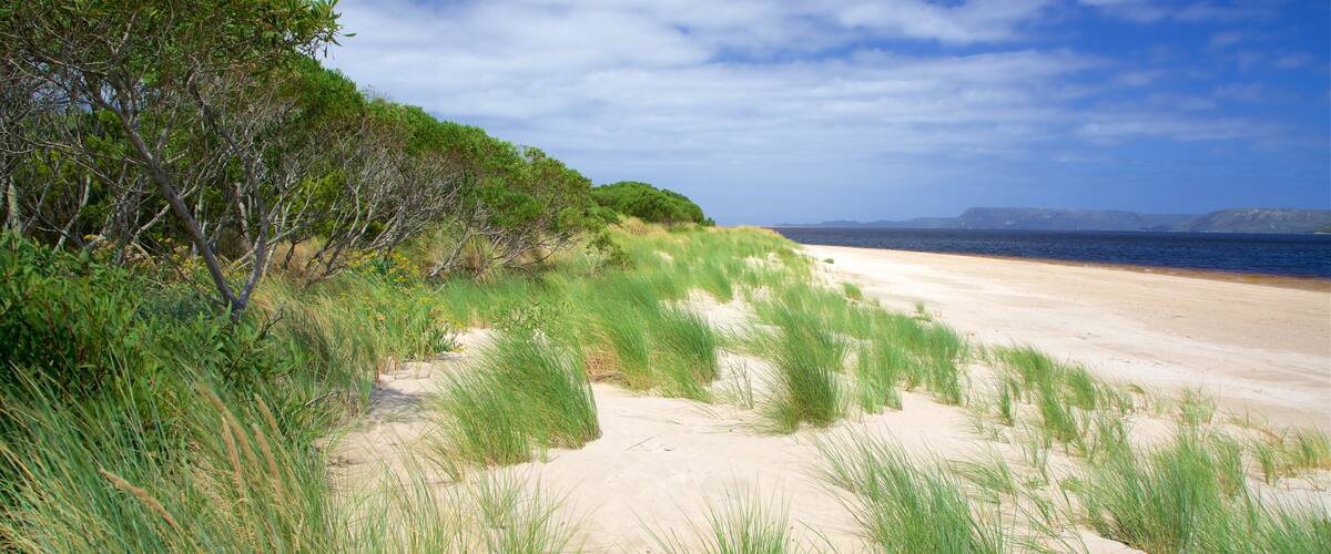 A beach with sand dunes and green vegetation.