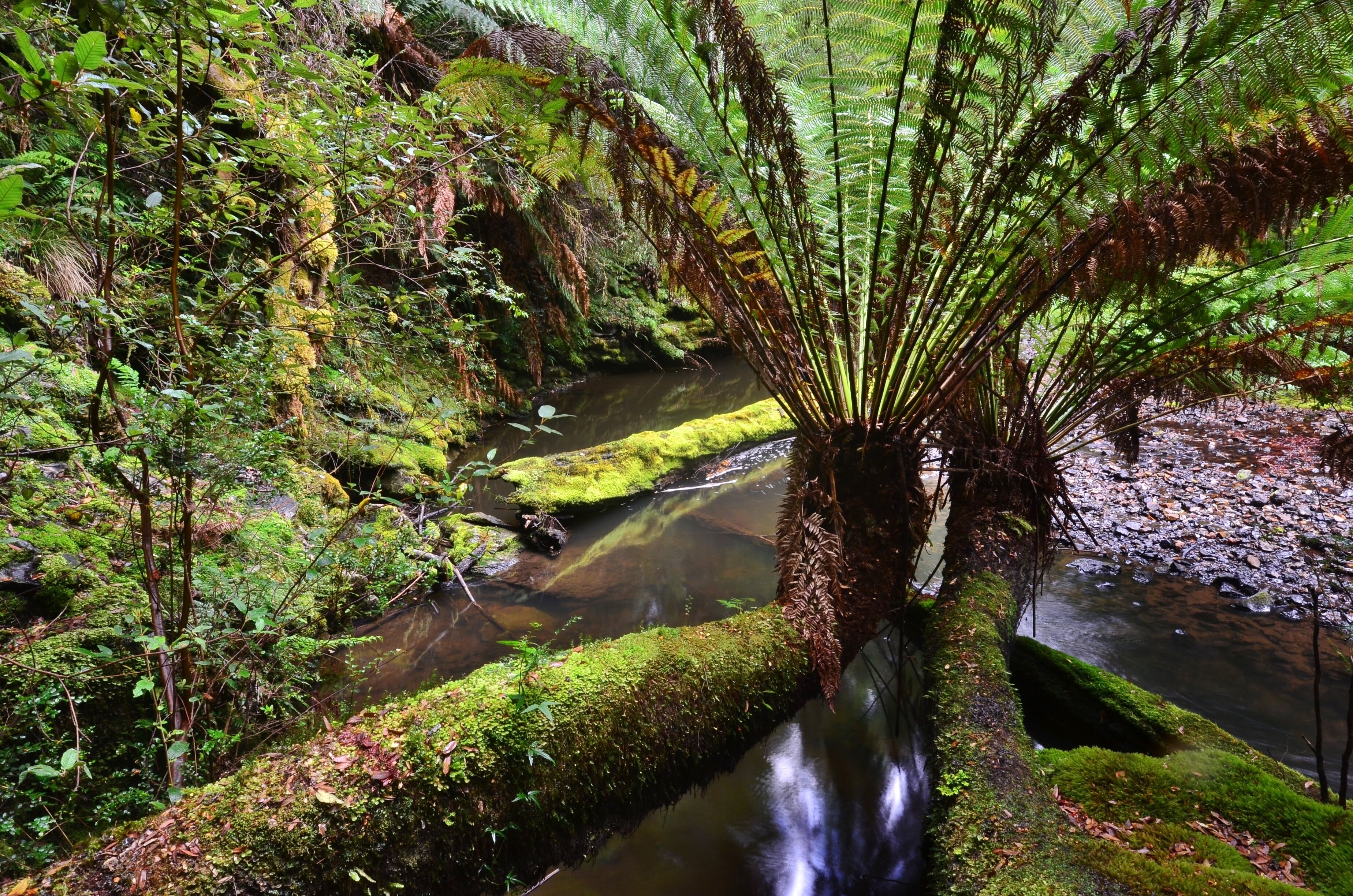(continued)
It’s almost sad to be leaving, though that is pushed into the background at the thought of seeing the exposures later on.  Gerry is now taking me to the Julius River Conservation Reserve, a more tourist oriented track with toilets no less.  It’s the same river, just further upstream.
Once there, there’s an easy-to-follow half hour stroll through more forest, crossing the water twice via well-made bridges.  It’s a relief in one way not to have to scramble somewhere as I have in previous days and earlier this day.  Normal walking is not something I’ve done in a forest for some time.
I get off on manferns (dicksonia antarctica), locating a couple growing out horizontally over the river that have much appeal and can’t stop taking pictures for five minutes.  I remember one at Horseshoe Falls in Mount Field National Park that someone had photographed well and I was trying to emulate that shot.
There’s much to recommend this half hour stroll through the woods; it’s pretty, it’s civilized, but you still get that wilderness feeling.
