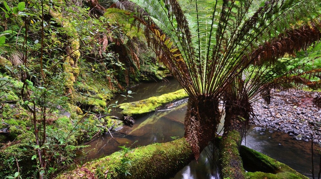 (continued)
It’s almost sad to be leaving, though that is pushed into the background at the thought of seeing the exposures later on. Gerry is now taking me to the Julius River Conservation Reserve, a more tourist oriented track with toilets no less. It’s the same river, just further upstream.
Once there, there’s an easy-to-follow half hour stroll through more forest, crossing the water twice via well-made bridges. It’s a relief in one way not to have to scramble somewhere as I have in previous days and earlier this day. Normal walking is not something I’ve done in a forest for some time.
I get off on manferns (dicksonia antarctica), locating a couple growing out horizontally over the river that have much appeal and can’t stop taking pictures for five minutes. I remember one at Horseshoe Falls in Mount Field National Park that someone had photographed well and I was trying to emulate that shot.
There’s much to recommend this half hour stroll through the woods; it’s pretty, it’s civilized, but you still get that wilderness feeling.