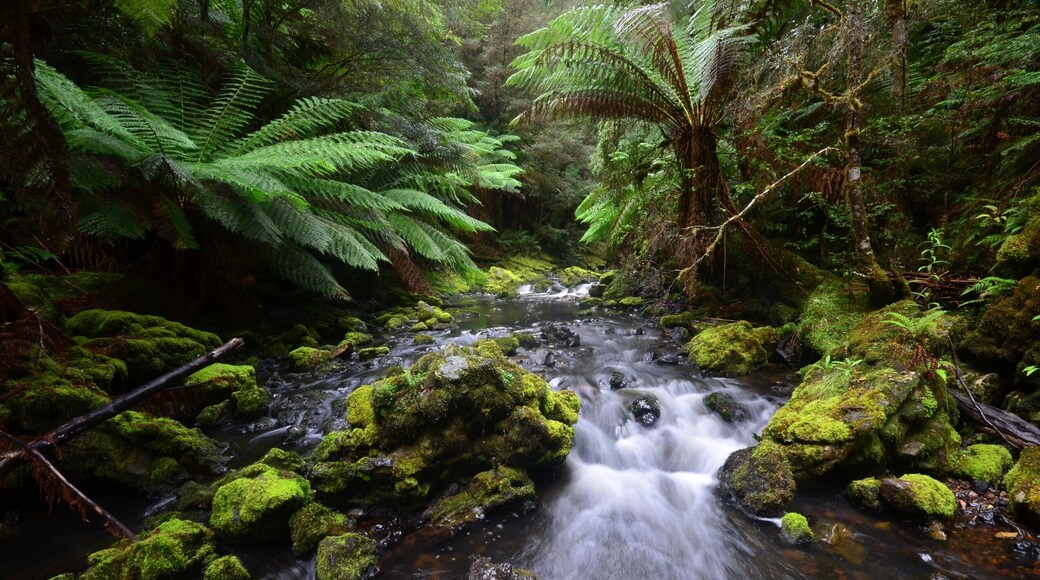 BACK TO THE CAVE MAN
Story and pics by Ian Smith
I’m meeting Gerry today, a 65 year old Tasmanian who’s seen most of the island state, way more than I’ll ever cover in a lifetime. I’m tagging along with him to Julius Creek, a semi-obscure destination that he wants to return to – and who am I to argue? It’s mildly famous among the bushwalking fraternity because it has caves so I’m expecting to be in a dark place sometime in the ensuing hours.
We’re somewhat tardy in heading out and I’m not sure exactly what we’ll be doing other than the caves, I’m just happy to have a guide. Our first stop is Edith Creek general store/café/service station – you name it they’ll have a go. In fact, talking to one of the owners later, he’s managed to start a profitable business utilizing the wood that the forestry company doesn’t want, finding many uses for the initially rejected timber.
Gerry however, is taking me to what the tourist image of the fabled Tarkine is, pristine Gondwana forest swathed in lichen and moss. There’s a new loop road not far from Edith Creek. Actually, it’s not new, but the sealing of it and promotion as a tourist destination is. Where Gerry’s taking me will not be on any serious promoter’s list in the foreseeable future though; I figure that out as we turn off one road onto another, then another and it’s a dirt road in the midst of becoming overgrown by forest with grasses and reedy-type plants as high as the bonnet running down the middle.
For some unknown reason I thought we were headed to a less obscure destination but here, the only way you know you’ve arrived is if you happen to spot the one lone piece of pink ribbon affixed to small branch. Had Gerry not mentioned it I’d have driven right by but there’s also a slightly wide part of the road, so called, where, after several backwards and forwards motions, you can actually turn around, which is just as well because I wouldn’t fancy reversing up our route.
This walk is as close to virgin as you can get; the track, such as it is, can only be followed if you keep your eyes out for the ribbons because there’s little wear and tear in some places, especially where a log has fallen down and alternate routes have been sought. This is wilderness in it truest form and we make our way down and across a small watercourse, so obscure you can walk across it and not get the top of your shoes wet.
Fungi and moss love it down here beneath the tertiary growth of this forest plus tree ferns and there’s also some large leaved plant with fruit that look just like blueberries scattered liberally across the forest floor. Gerry reliably informs me that they’re Tasmanian native pepper and I later look it up and see that it has attracted interest in medical research because it retards growth of Staph Aureus and other nasties.
(continued)
