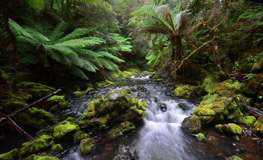 BACK TO THE CAVE MAN
Story and pics by Ian Smith
I’m meeting Gerry today, a 65 year old Tasmanian who’s seen most of the island state, way more than I’ll ever cover in a lifetime. I’m tagging along with him to Julius Creek, a semi-obscure destination that he wants to return to – and who am I to argue? It’s mildly famous among the bushwalking fraternity because it has caves so I’m expecting to be in a dark place sometime in the ensuing hours.
We’re somewhat tardy in heading out and I’m not sure exactly what we’ll be doing other than the caves, I’m just happy to have a guide. Our first stop is Edith Creek general store/café/service station – you name it they’ll have a go. In fact, talking to one of the owners later, he’s managed to start a profitable business utilizing the wood that the forestry company doesn’t want, finding many uses for the initially rejected timber.
Gerry however, is taking me to what the tourist image of the fabled Tarkine is, pristine Gondwana forest swathed in lichen and moss. There’s a new loop road not far from Edith Creek. Actually, it’s not new, but the sealing of it and promotion as a tourist destination is. Where Gerry’s taking me will not be on any serious promoter’s list in the foreseeable future though; I figure that out as we turn off one road onto another, then another and it’s a dirt road in the midst of becoming overgrown by forest with grasses and reedy-type plants as high as the bonnet running down the middle.
For some unknown reason I thought we were headed to a less obscure destination but here, the only way you know you’ve arrived is if you happen to spot the one lone piece of pink ribbon affixed to small branch. Had Gerry not mentioned it I’d have driven right by but there’s also a slightly wide part of the road, so called, where, after several backwards and forwards motions, you can actually turn around, which is just as well because I wouldn’t fancy reversing up our route.
This walk is as close to virgin as you can get; the track, such as it is, can only be followed if you keep your eyes out for the ribbons because there’s little wear and tear in some places, especially where a log has fallen down and alternate routes have been sought. This is wilderness in it truest form and we make our way down and across a small watercourse, so obscure you can walk across it and not get the top of your shoes wet.
Fungi and moss love it down here beneath the tertiary growth of this forest plus tree ferns and there’s also some large leaved plant with fruit that look just like blueberries scattered liberally across the forest floor. Gerry reliably informs me that they’re Tasmanian native pepper and I later look it up and see that it has attracted interest in medical research because it retards growth of Staph Aureus and other nasties.
(continued)