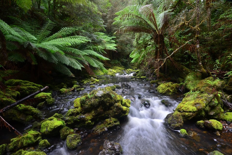 A stream flowing over moss-covered rocks in a dense forest with ferns.