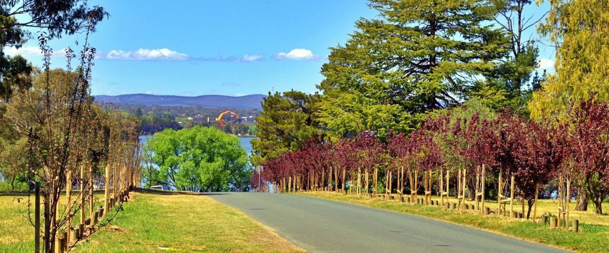 New tree planting along the road at Weston Park. New tree planting with stakes along the road going down to the lake at Weston Park