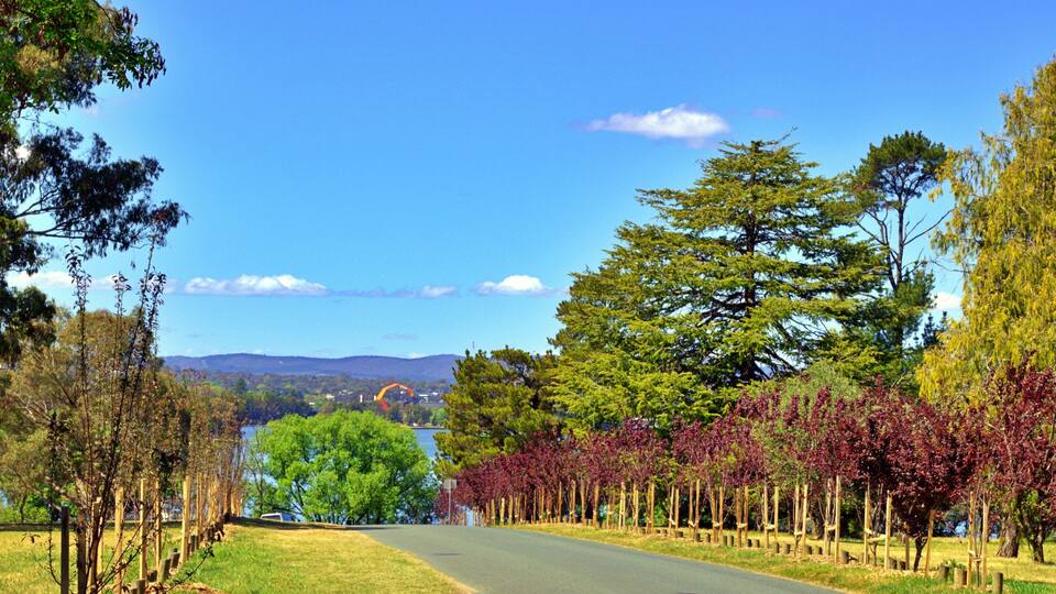 A road flanked by trees and a lake in the distance.