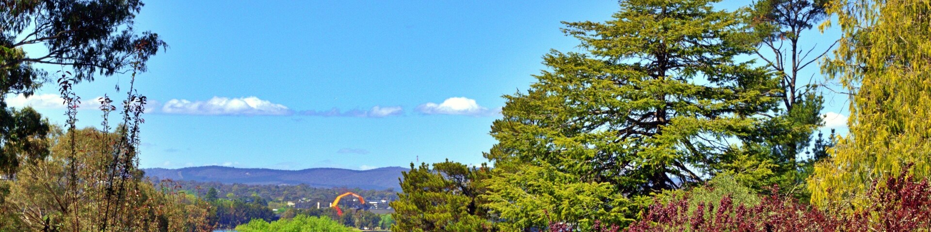 New tree planting along the road at Weston Park. New tree planting with stakes along the road going down to the lake at Weston Park
