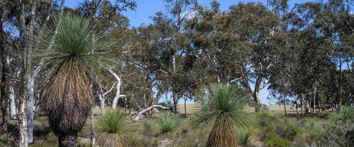 Xanthorrhoea australis, the Grass tree, Southern grasstree, Austral grasstree or Black Boy is an Australian plant. It is the most commonly seen species of the genus Xanthorrhoea. Its trunk can grow up to several metres tall and is often branched.