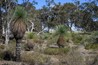 Xanthorrhoea australis, the Grass tree, Southern grasstree, Austral grasstree or Black Boy is an Australian plant. It is the most commonly seen species of the genus Xanthorrhoea. Its trunk can grow up to several metres tall and is often branched.