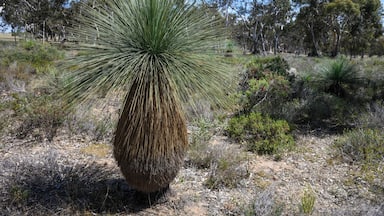 Xanthorrhoea australis, the Grass tree, Southern grasstree, Austral grasstree or Black Boy is an Australian plant. It is the most commonly seen species of the genus Xanthorrhoea. Its trunk can grow up to several metres tall and is often branched.