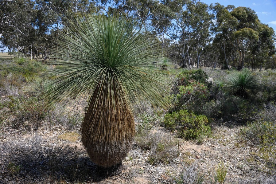 Xanthorrhoea australis, the Grass tree, Southern grasstree, Austral grasstree or Black Boy is an Australian plant. It is the most commonly seen species of the genus Xanthorrhoea. Its trunk can grow up to several metres tall and is often branched.