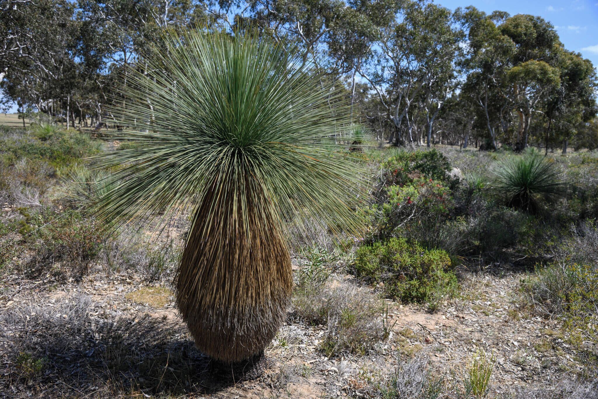 A large, spiky yucca plant in a dry, bushy landscape with sparse trees in the background.