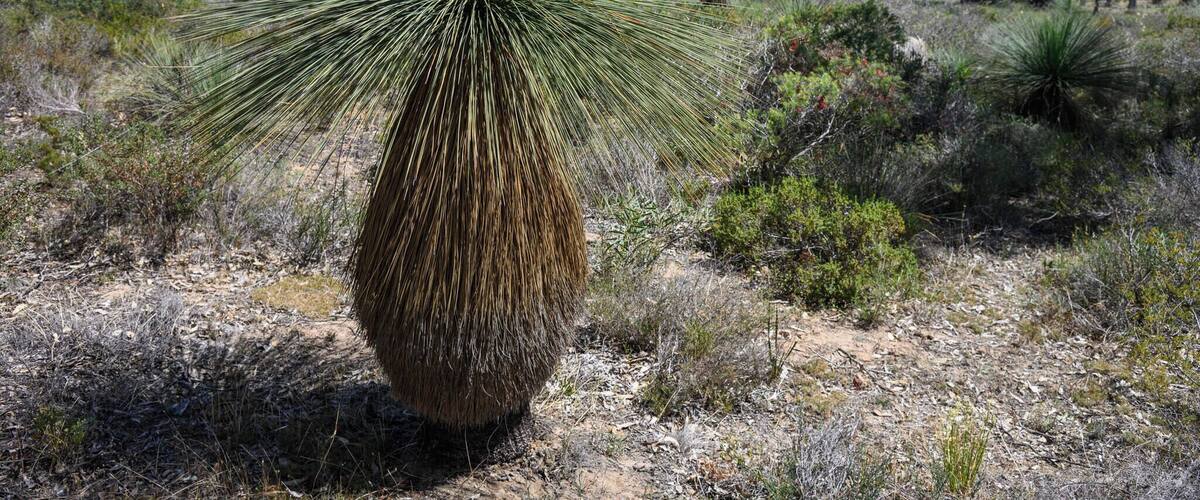 A large, spiky yucca plant in a dry, bushy landscape with sparse trees in the background.