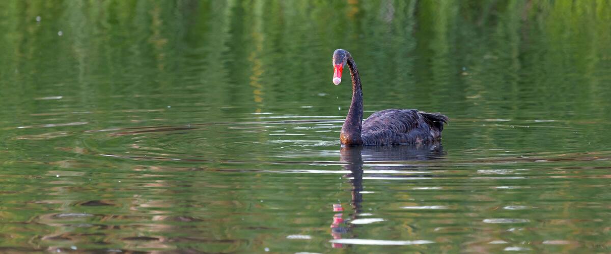 A single black swan swims in a small lake surrounded by reeds. Carine, Perth, Western Australia.