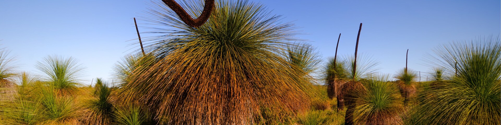 Native Grass Trees Xanthorrhoea , in the bush with flora and fauna outside of Perth Australia
