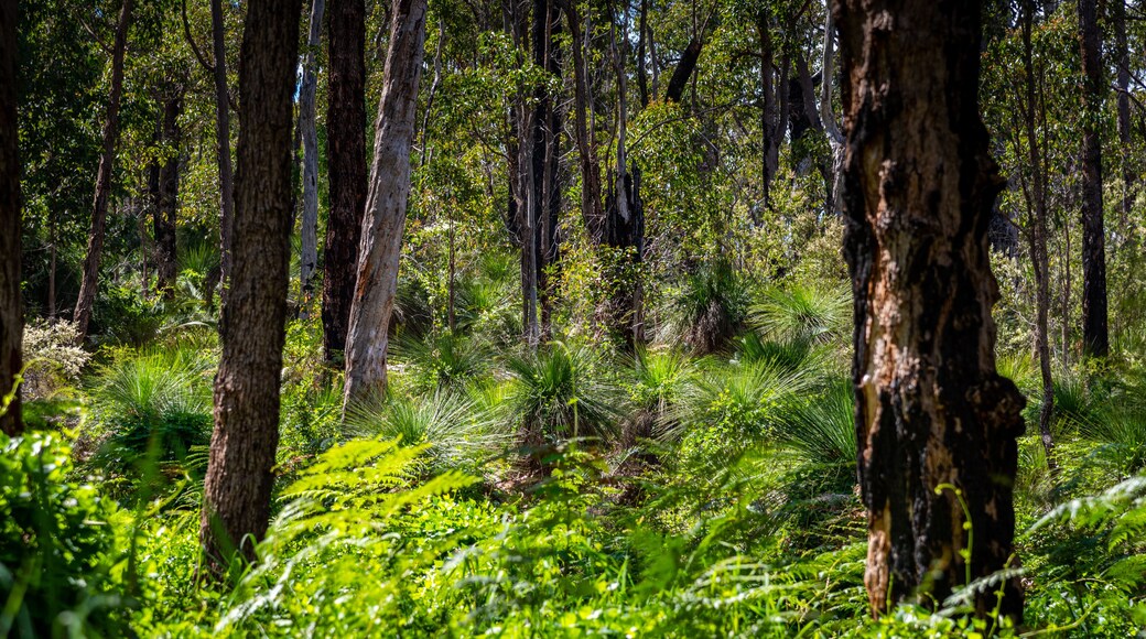 A dense forest with tall trees and lush green undergrowth.