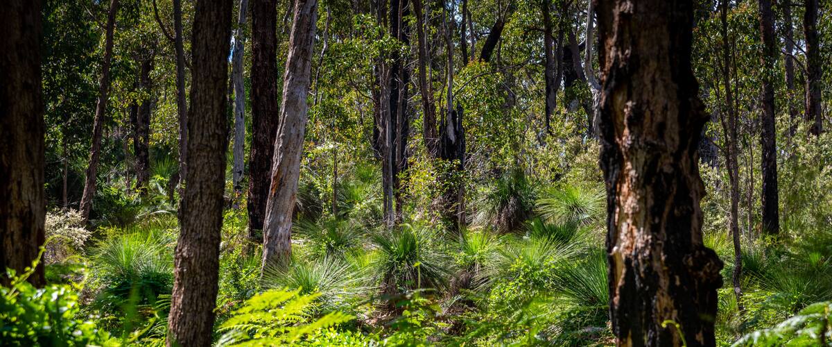 Araluen bush land in Perth, Western Australia