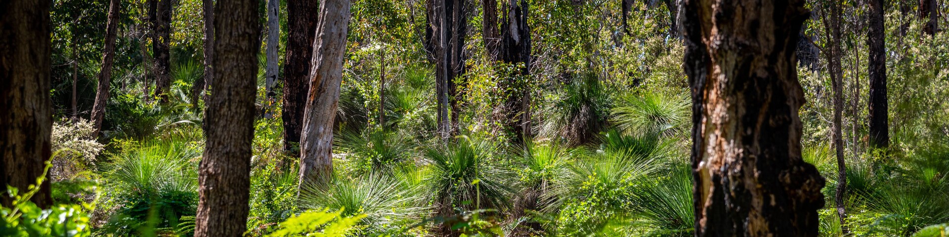 A dense forest with tall trees and lush green undergrowth.