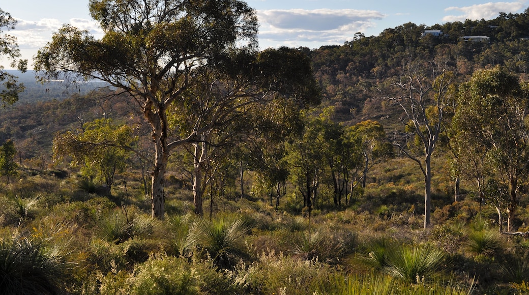 A landscape with a variety of trees, including eucalyptus and other native vegetation, under a partly cloudy sky.