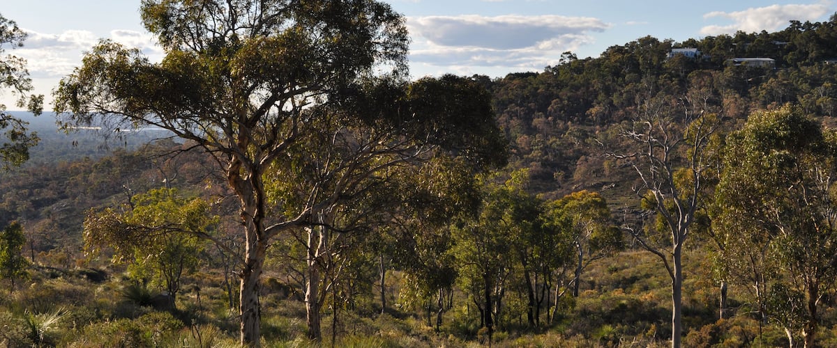 A landscape with a variety of trees, including eucalyptus and other native vegetation, under a partly cloudy sky.