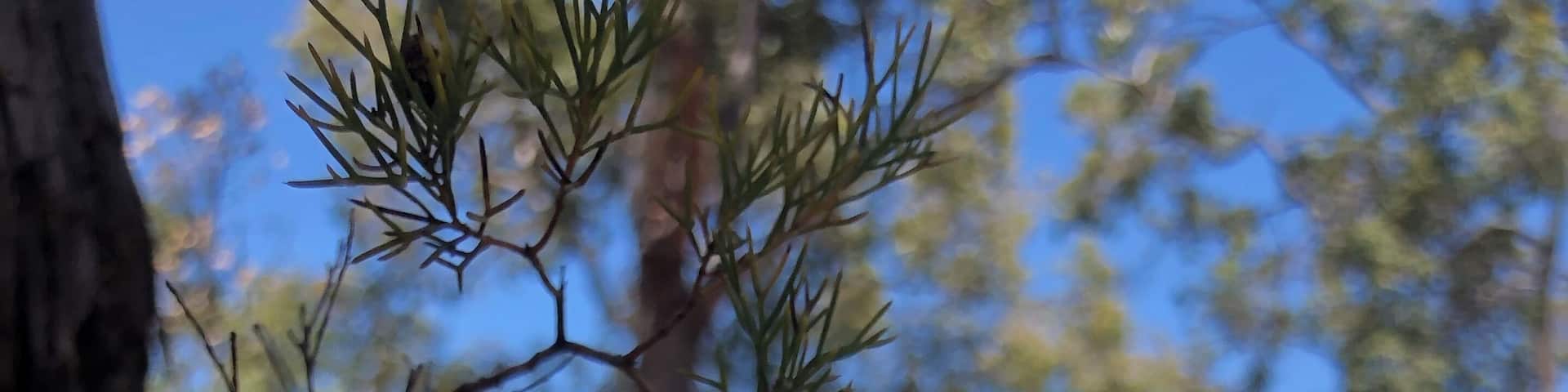 Beautiful free campsite on the western edge of the dam, nestled in the trees. Popular with water skiers, walk and cycle trail around the edge as well. Spotted several different native orchids including this sun orchid #MyBackyard
