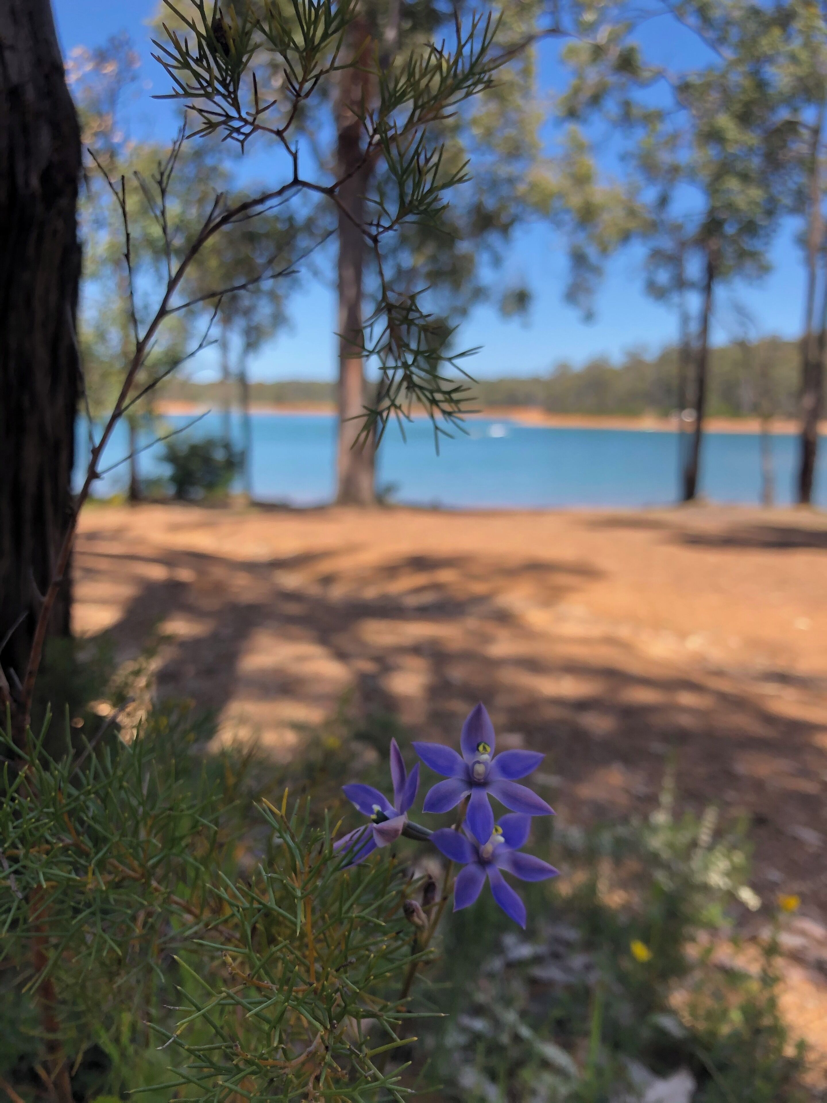 A close-up of a purple flower with a tree trunk in the foreground and a lake in the background.