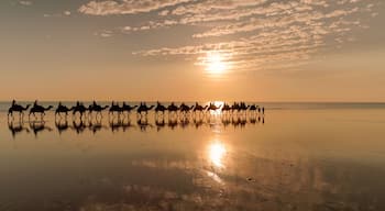 tracking clip of camel ride at sunset on cable beach in broome