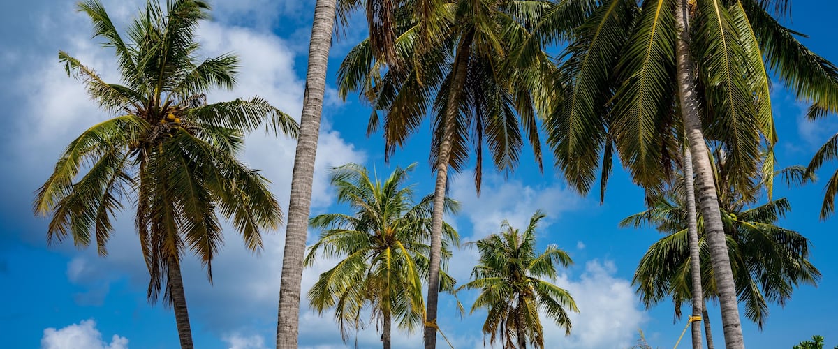 A beach with palm trees, lounge chairs, and a hammock.