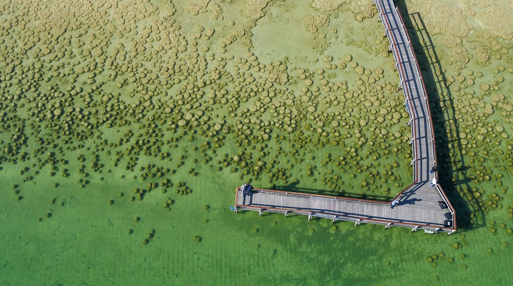 Vista aérea de un puente sobre una masa de agua verde con formaciones circulares en la superficie.