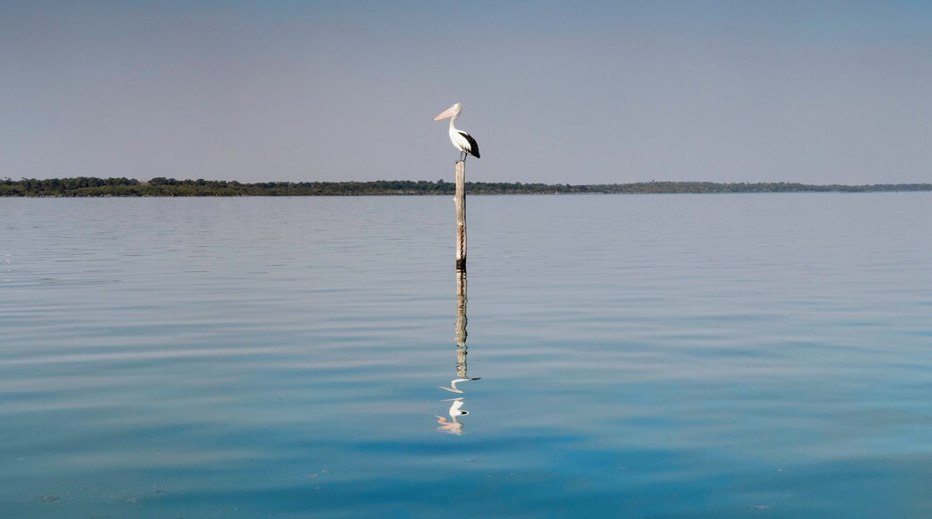 Pelican Standing guard at the boat ramp.
