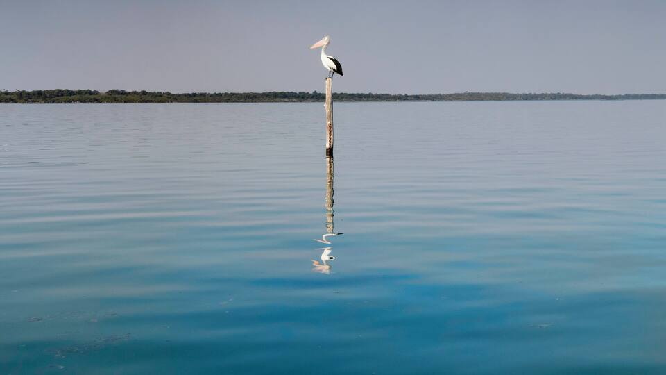 Ein weißer Vogel steht auf einem hölzernen Pfahl im ruhigen, blauen Wasser.