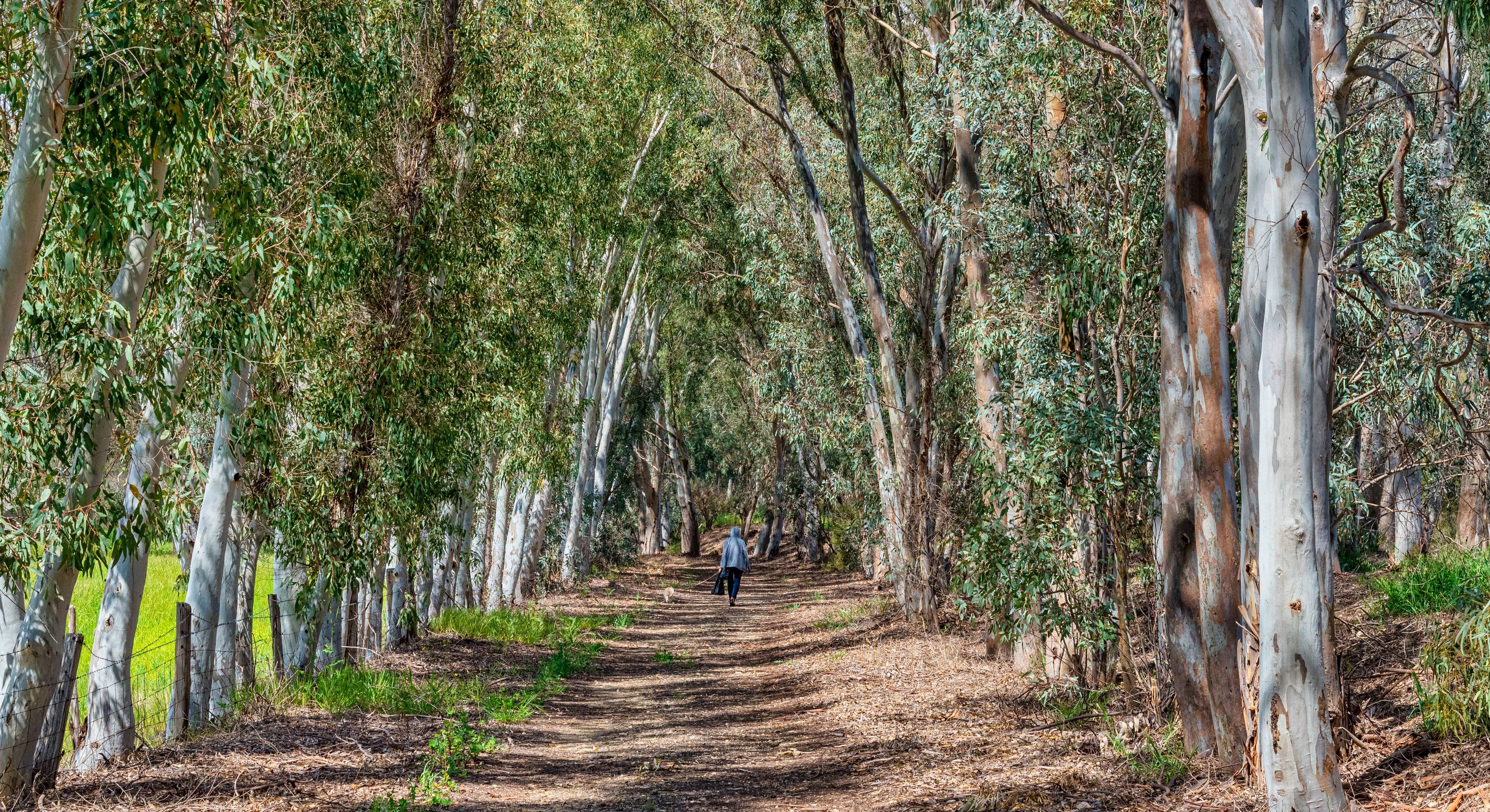 Un sendero arbolado con árboles altos y una persona alejándose de la cámara.