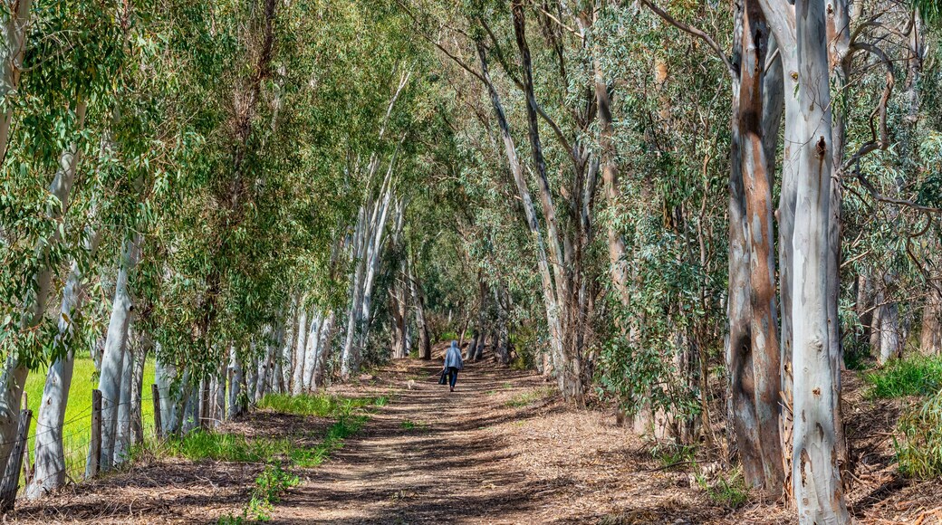 Un sentiero boscoso con alberi alti e una persona che si allontana dalla macchina fotografica.