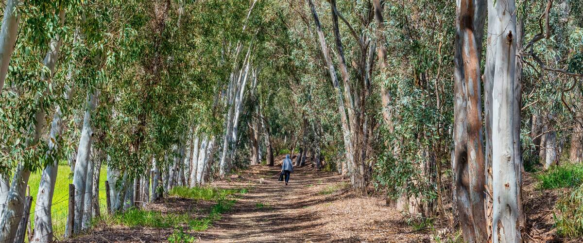 Un sentiero boscoso con alberi alti e una persona che si allontana dalla macchina fotografica.