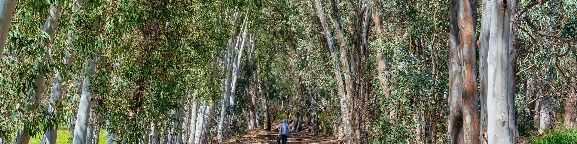 Un sendero arbolado con árboles altos y una persona alejándose de la cámara.
