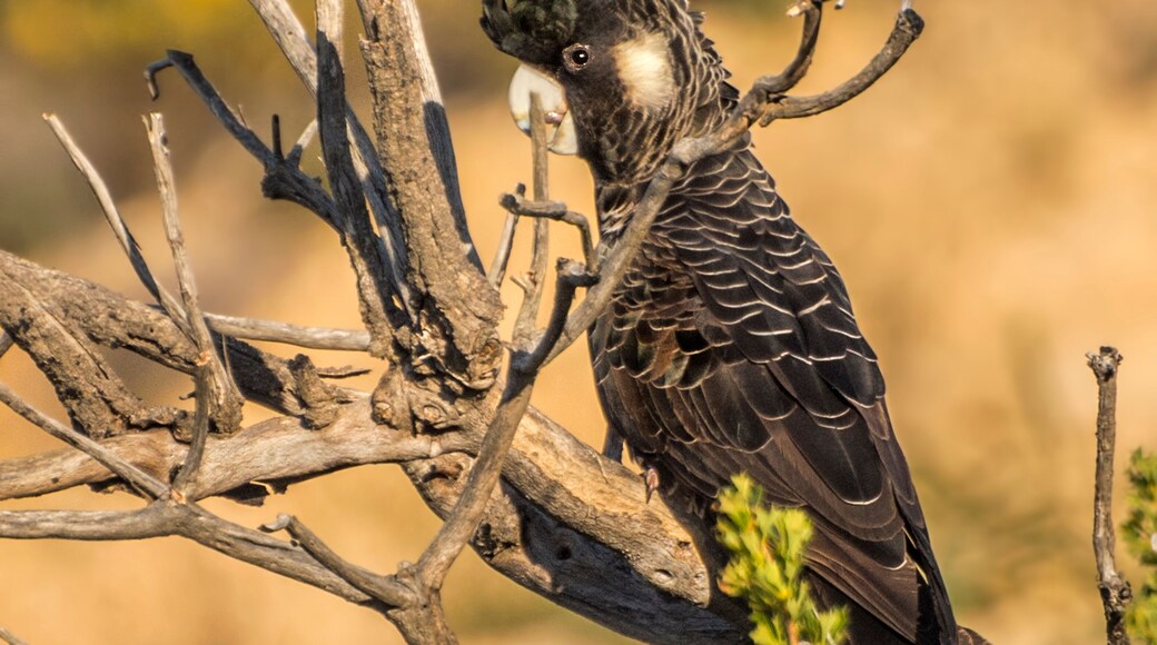 The Short-billed Black Cockatoo (Calyptorhynchus latirostris) also known as Carnaby's Cockatoo or Carnaby's Black Cockatoo is a large black cockatoo endemic to south-western Australia and threatened b