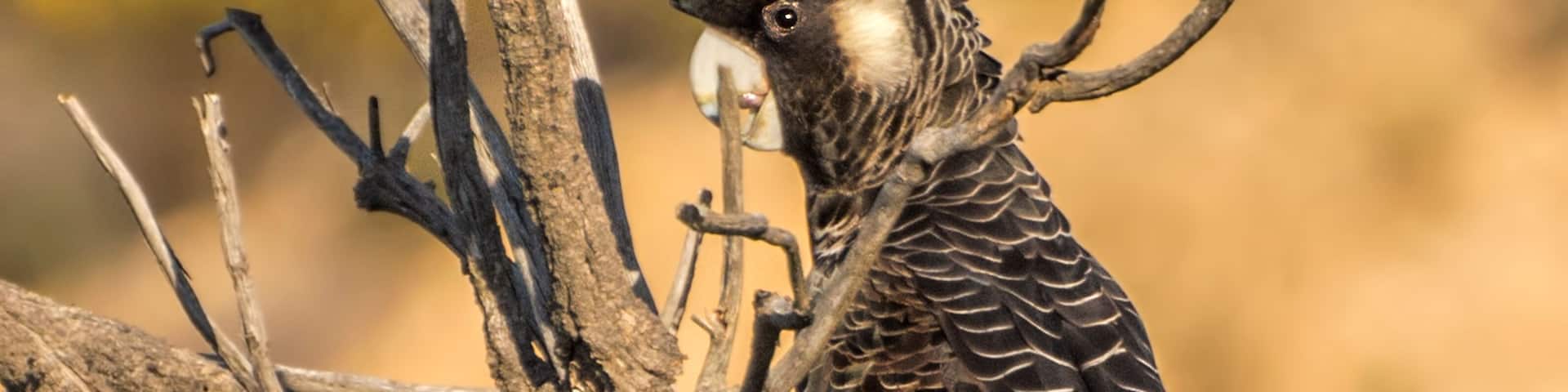 The Short-billed Black Cockatoo (Calyptorhynchus latirostris) also known as Carnaby's Cockatoo or Carnaby's Black Cockatoo is a large black cockatoo endemic to south-western Australia and threatened b
