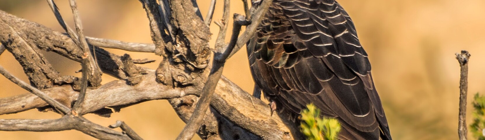 The Short-billed Black Cockatoo (Calyptorhynchus latirostris) also known as Carnaby's Cockatoo or Carnaby's Black Cockatoo is a large black cockatoo endemic to south-western Australia and threatened b