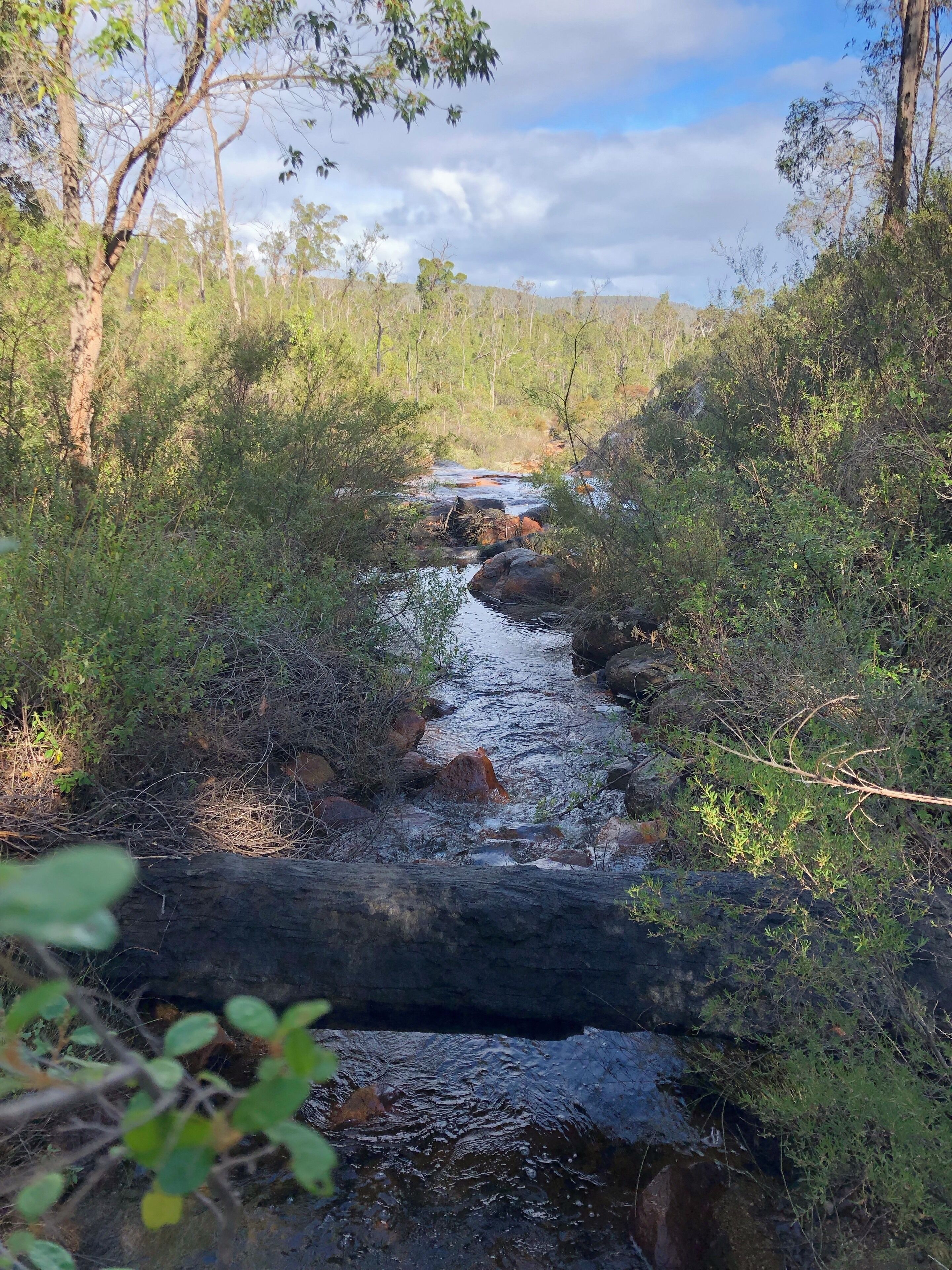 A narrow stream flowing through a forested area with dense vegetation and a fallen tree in the foreground.