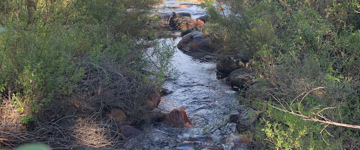 A narrow stream flowing through a forested area with dense vegetation and a fallen tree in the foreground.