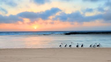 Um pôr do sol sobre uma praia, com pelicanos na água.